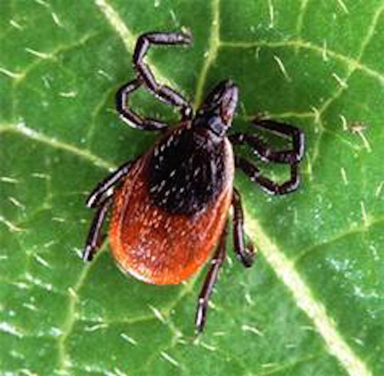 borrelia-mayonii-lyme-disease